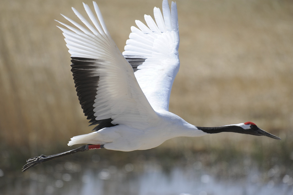 red-crowned crane (grus japonensis) g.jpg