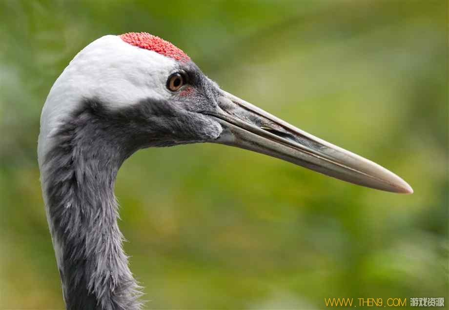 red-crowned-crane-closeup.jpg
